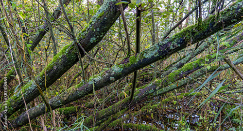 These mossy tree trunks stand flat and crooked in the wet Prielenbos near Zoetermeer