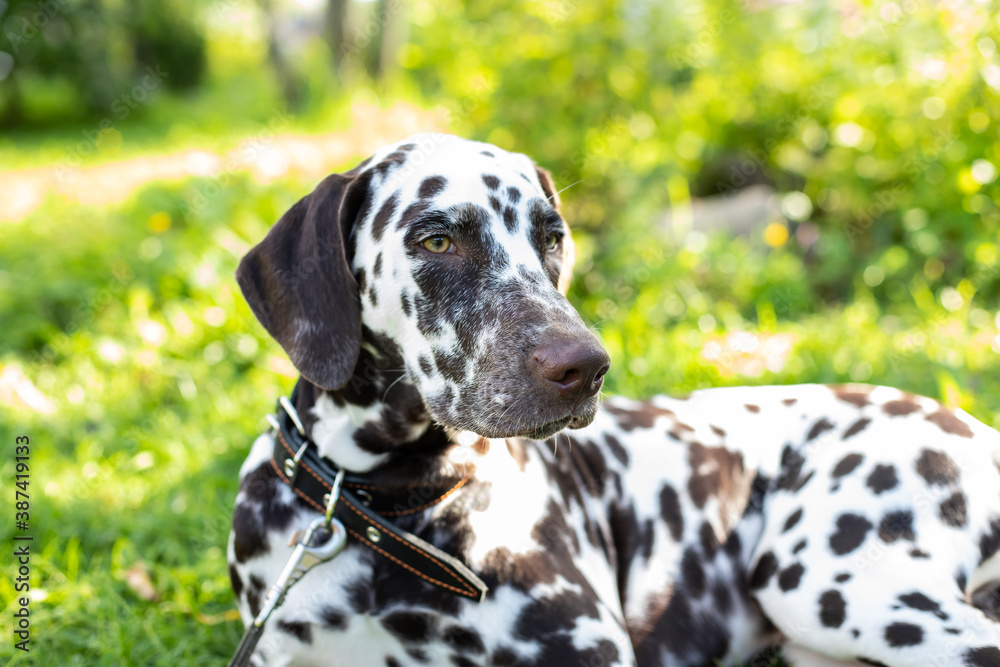 Portrait of beautiful dalmatian bitch on the garden.cute puppy Dalmatian for a walk in the Park.Summer portrait of cute dog with brown spots. Portrait of beautiful dalmatian bitch on the garden.cute puppy Dalmatian for a walk in the Park.Summer portrait of cute dog with brown spots.