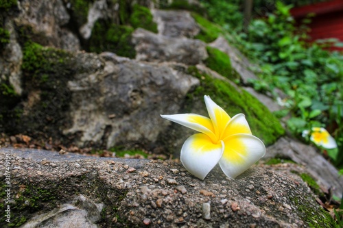 flower on the rocks