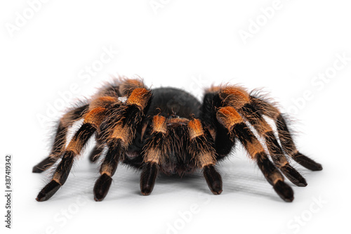 Front view of moving Mexican Redknee tarantula aka Brachypelma hamorii. Isolated on white background.