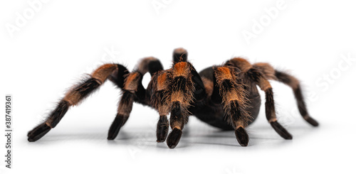 Side view of moving Mexican Redknee tarantula aka Brachypelma hamorii. Isolated on white background.