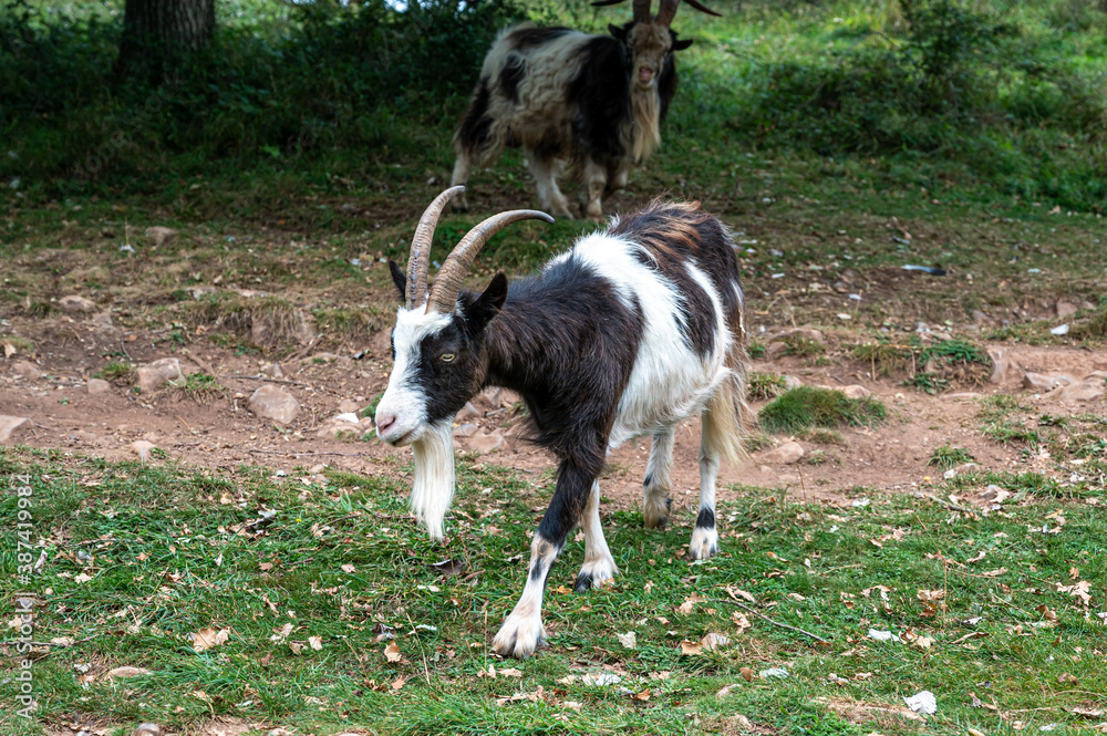 Obraz premium Wild British Primitive kid goats