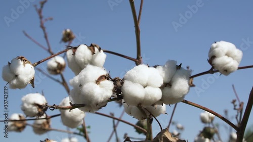Dry branches of cotton plant with small fluffy flower bolls growing on wide field at light wind against blue sky on sunny summer day extreme close up angle shot.