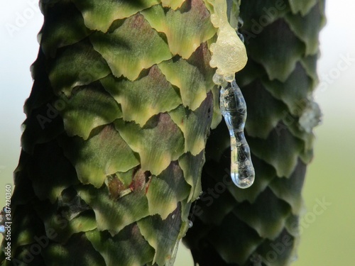 sappy pinecone