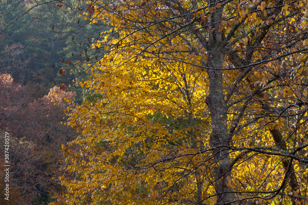 Colorful Tree leaves in the fall