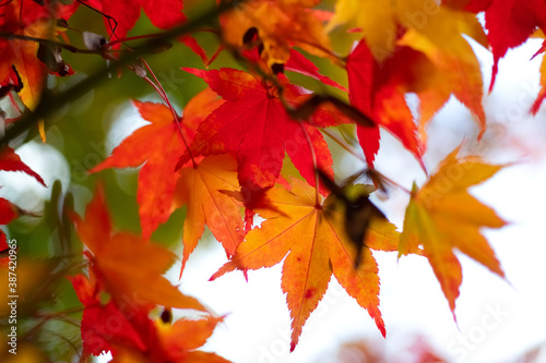 Ahorn Herbst Laubf  rbung  Indian Summer Bl  tter Park Baum B  ume Farbenspiel Dortmund Rombergpark Deutschland Hintergrund Jahreszeit Acer Makro Nahaufnahme Details Fokus Licht rot gelb orange