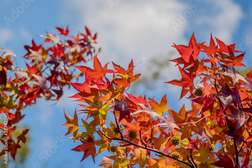 orange and red color options, autumn season, blue sky