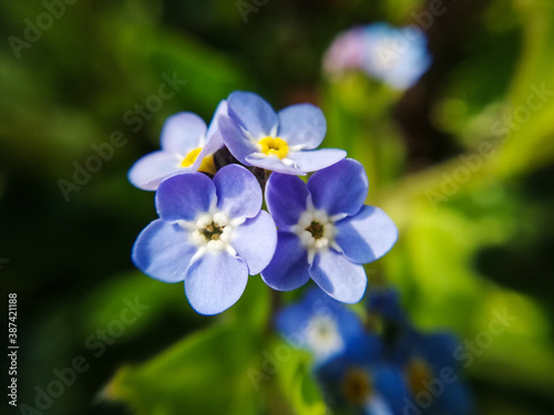 Little blue flower (miosotis in the sun, macrophotography