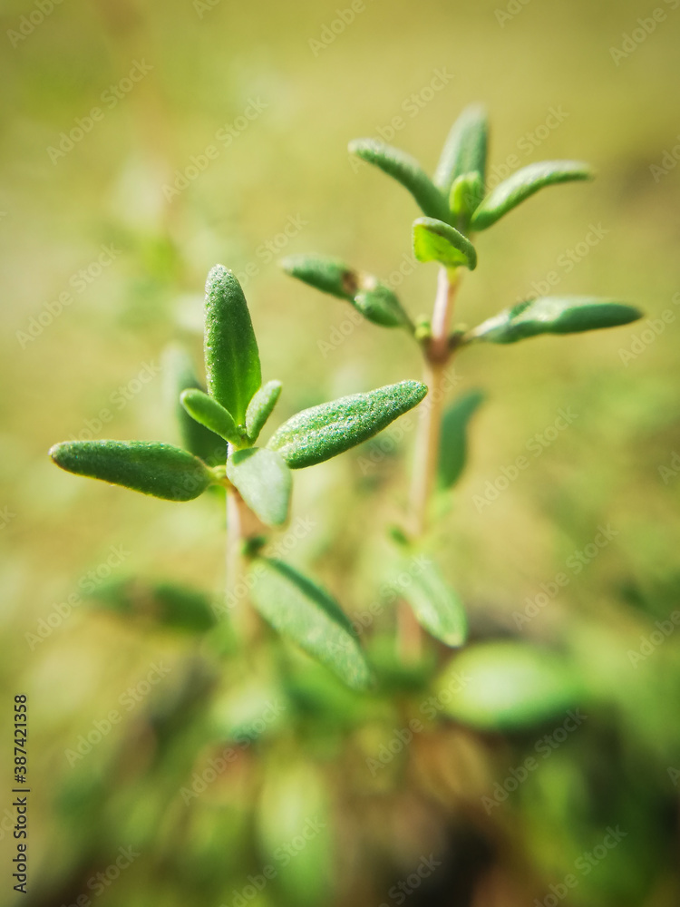 Little thyme leaves in close-up, macrophotography