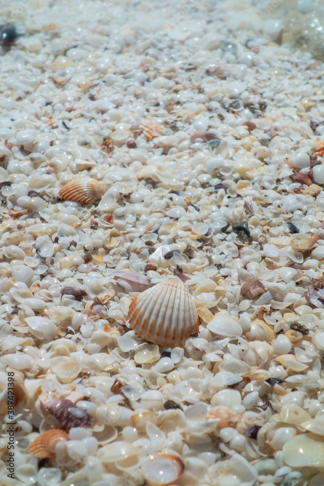 Concha rayada en la orilla del mar sobre suelo repleto de pequeñas conchas blancas Concha rayada en la orilla del mar sobre suelo repleto de pequeñas conchas blancas