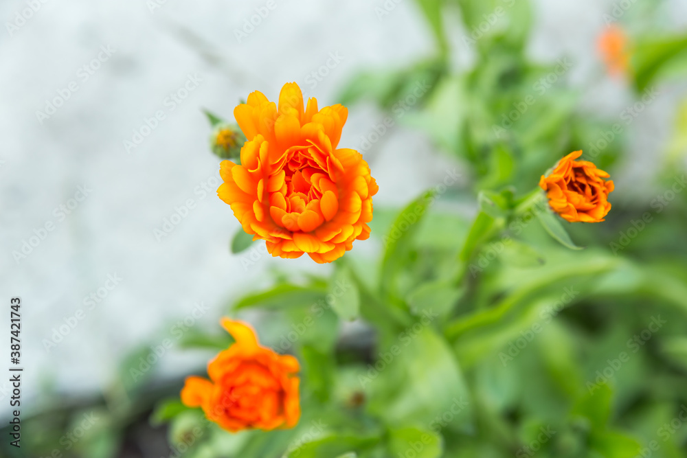The calendula flowers. Blooming orange buds of marigold flowers against the background of greenery in the garden. The calendula flowers. Blooming orange buds of marigold flowers against the background of greenery in the garden.