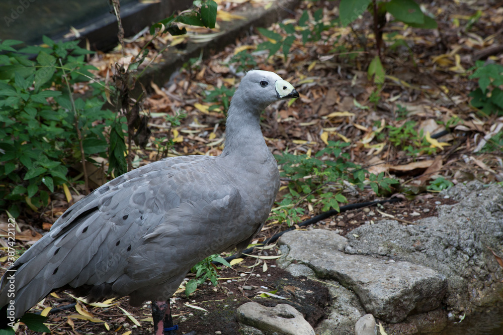 Fototapeta premium Bird outside in the sunlight