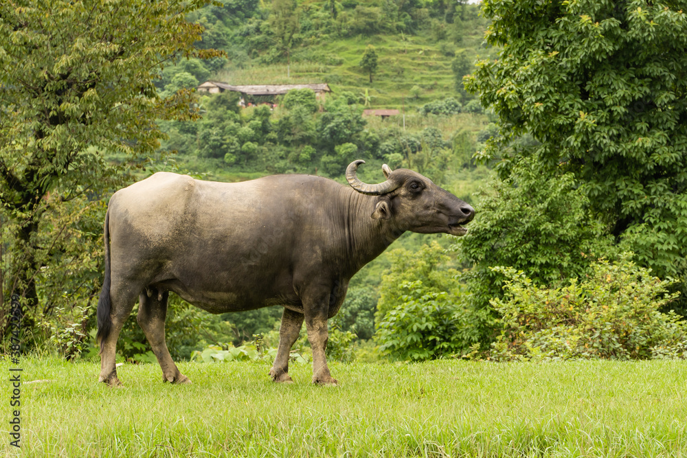 Buffalo is grazing in a meadow, stock photo Buffalo is grazing in a meadow, stock photo