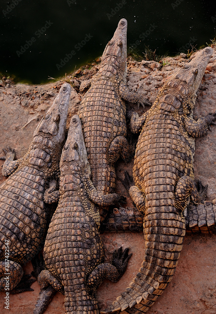 Fototapeta premium Nile crocodiles huddling together on the edge of the water
