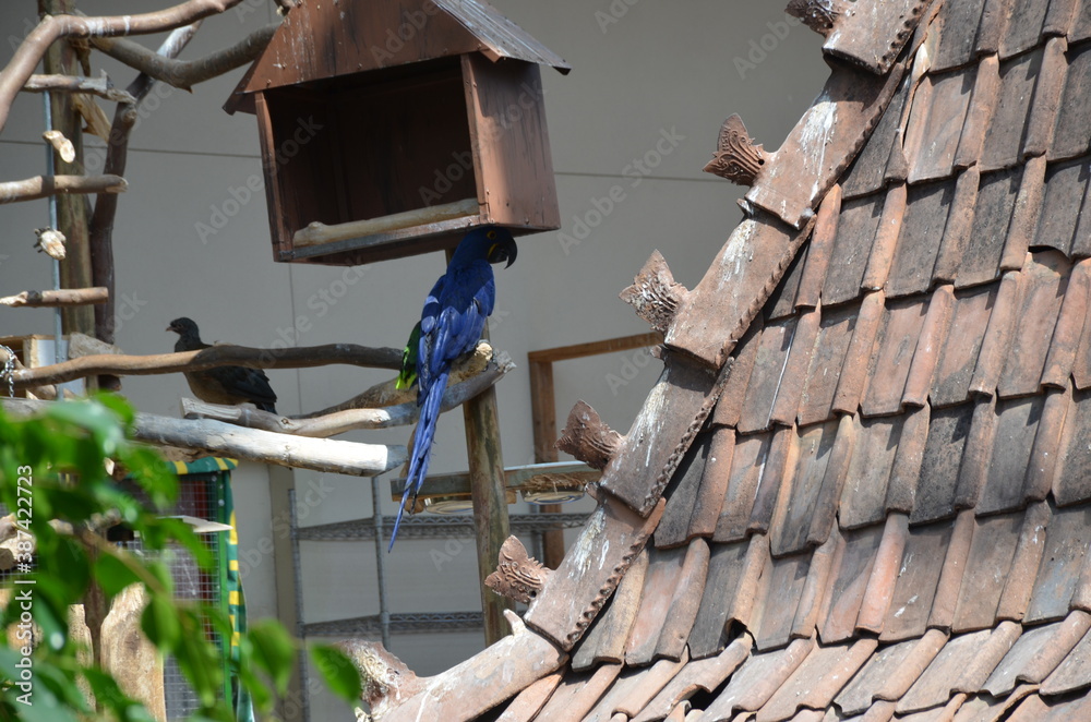 Obraz premium nature