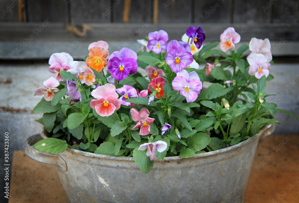 multicolored pansies in an old tin basin