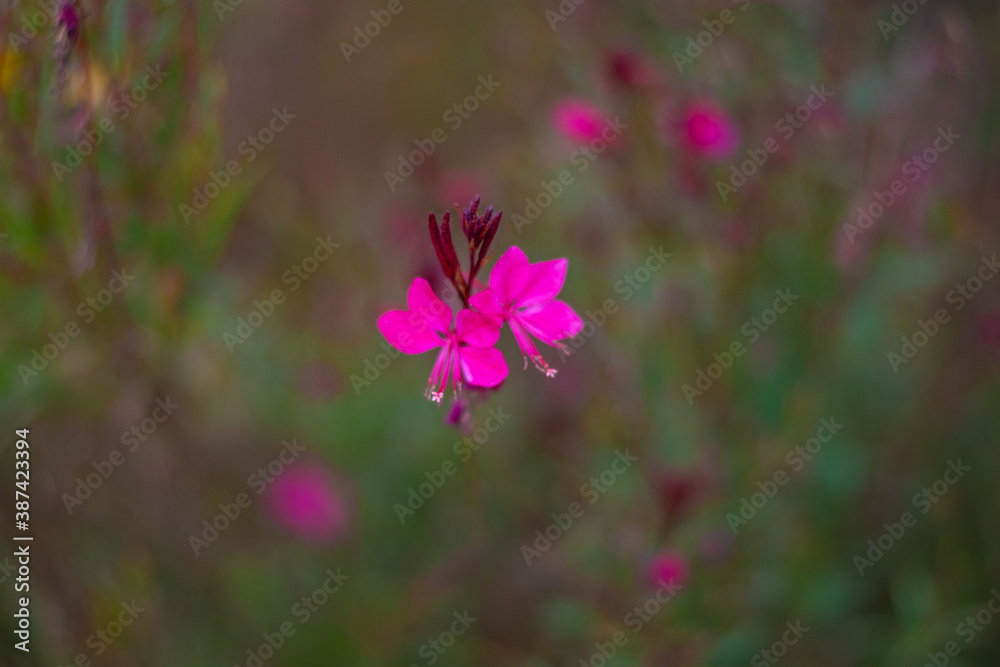 pink flowers in the garden pink flowers in the garden