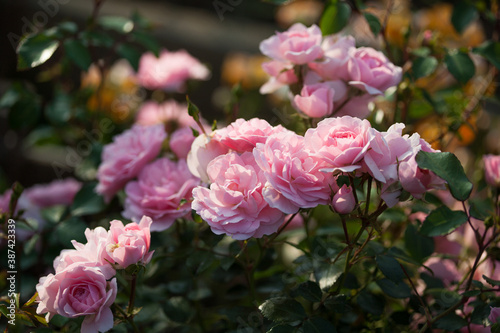 Light pink rose on with deep green leaf in garden