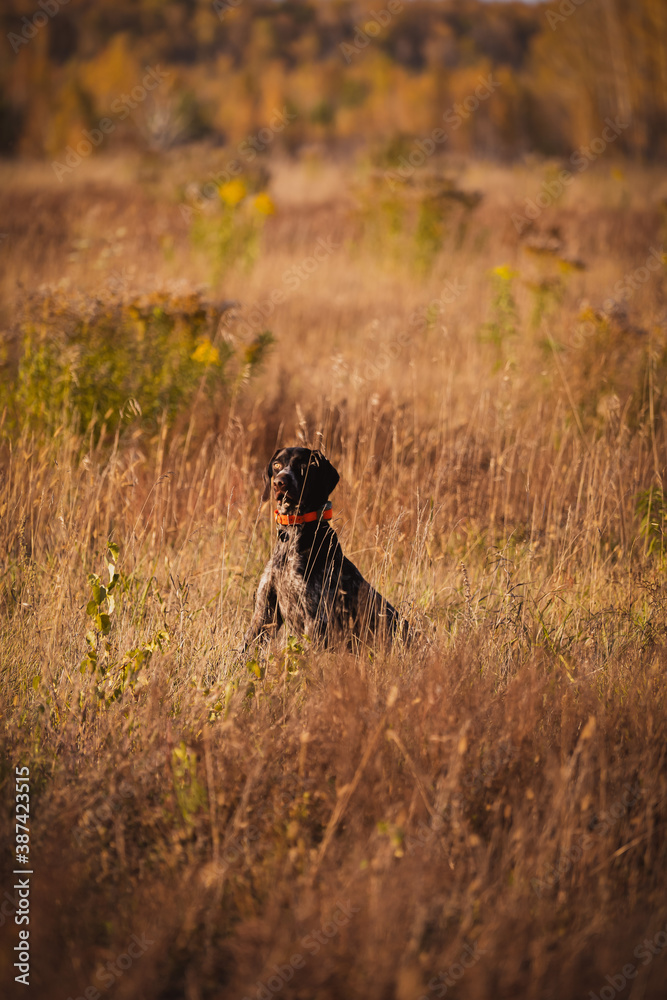 The dog is sitting in a field. German drat on the hunt.