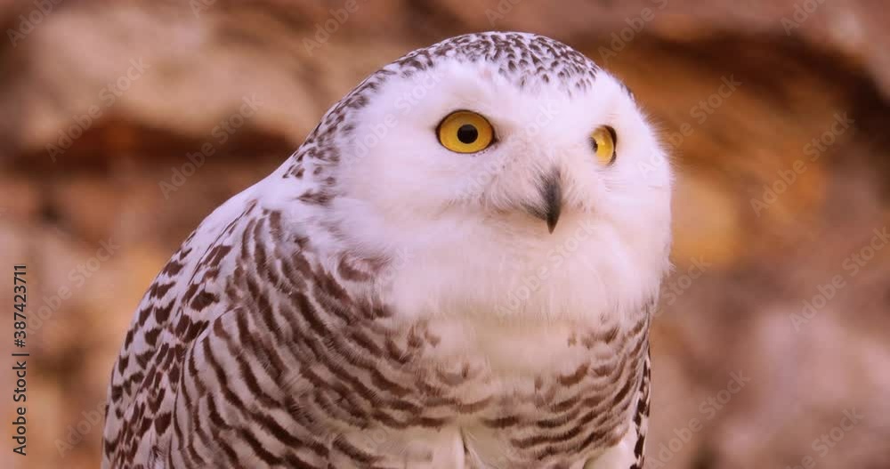 Snowy owl (Bubo scandiacus) is a large, white owl of the true owl family.It is sometimes also referred to, more infrequently, as the polar owl, white owl and the Arctic owl. Snowy owl (Bubo scandiacus) is a large, white owl of the true owl family.It is sometimes also referred to, more infrequently, as the polar owl, white owl and the Arctic owl.