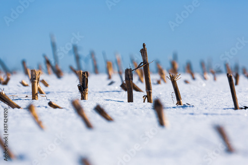 truncated corn field in winter © Yann Wirthor
