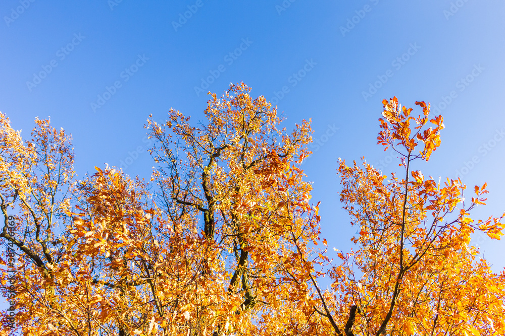 yellow leaves on autumn trees and beautiful sky nature autumnal golden time yellow leaves on autumn trees and beautiful sky nature autumnal golden time
