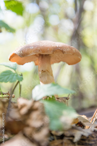 Honey Fungus, Armillaria or Openky (Armillaria)