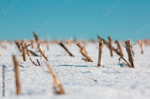 truncated corn field in winter