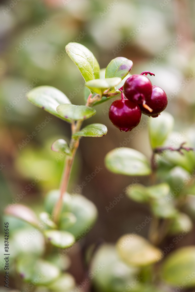 Northern berry Northern berry