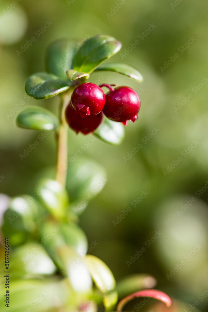 Northern berry