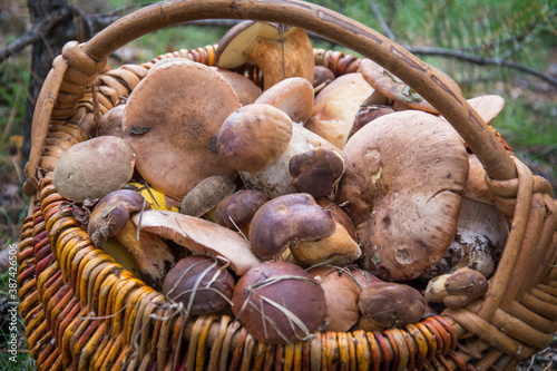 On an autumn day in the forest, there is a full basket of mushrooms on the grass.