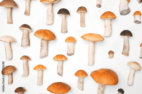 Boletus mushroom on white background