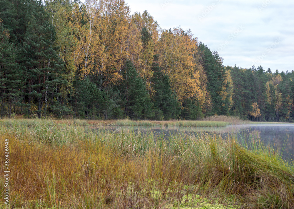 in the background a small bog lake in the early autumn morning, fog on the surface of the lake, dry grass, reeds and moss in the foreground, cloudy sky in the background a small bog lake in the early autumn morning, fog on the surface of the lake, dry grass, reeds and moss in the foreground, cloudy sky