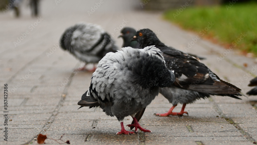 Obraz premium Gołębie