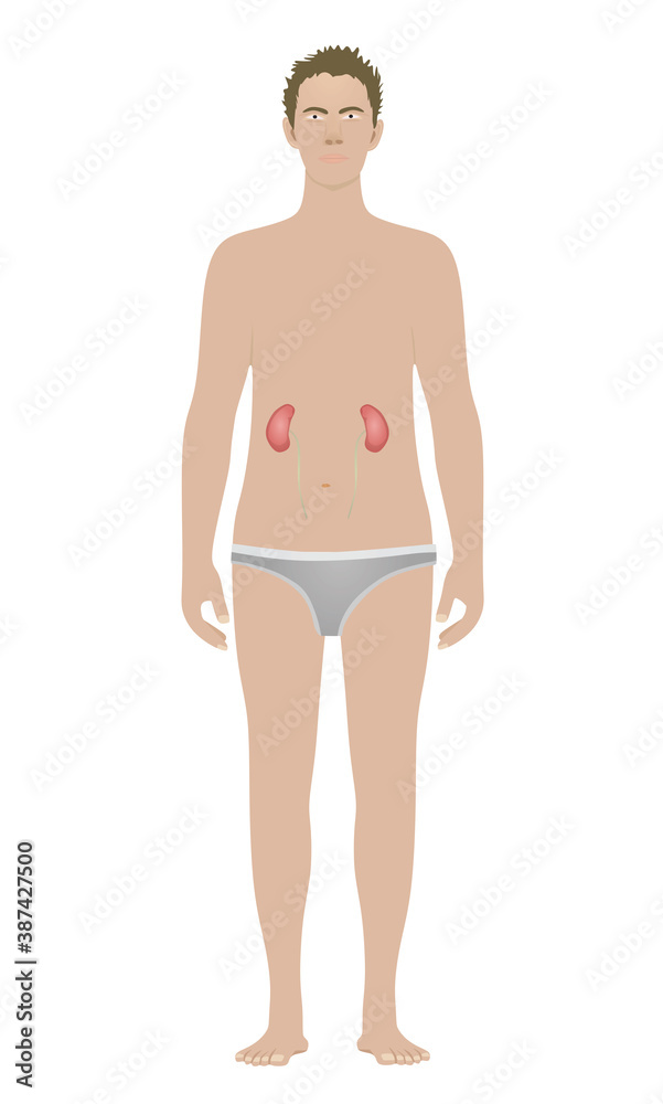 Fototapeta premium Kidney isolated on standing man. vector