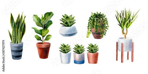 Watercolor hand painted house green plants in flower pots. Set of floral elements isolated on white. Decorative greenery collection. Home plants potted. Hand drawn illustration. 