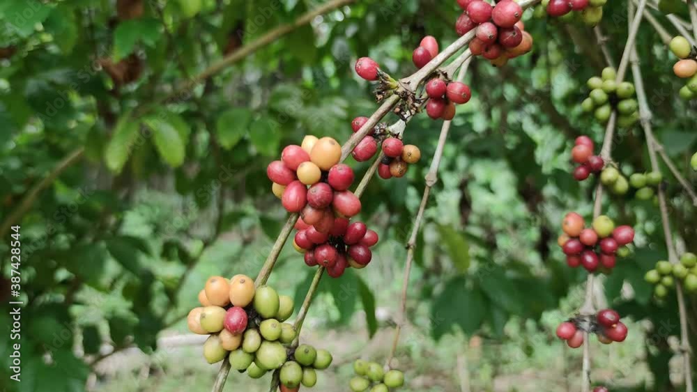 Video clip coffee red beans tree. Farm garden coffee Video clip coffee red beans tree. Farm garden coffee