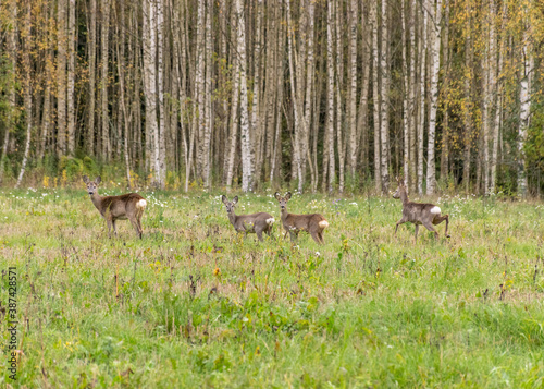 deer on the edge of the forest  autumn time  overgrown meadow  bog birches in the background  wildlife  cloudy and foggy