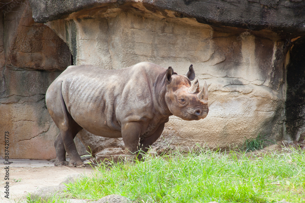 Rhinoceros outdoors Rhinoceros outdoors