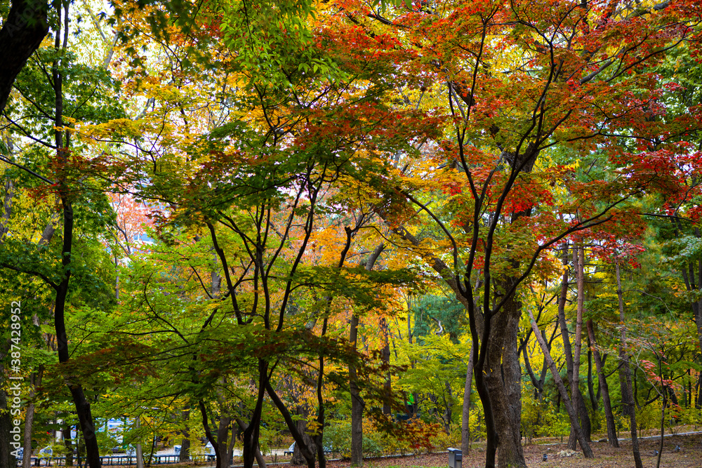 autumn forest 3