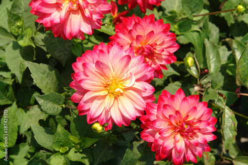 Bright pink with yellow tinge in the center dahlia flowers of the  Ekaterina  variety in the garden  close-up  top view  copy space for text