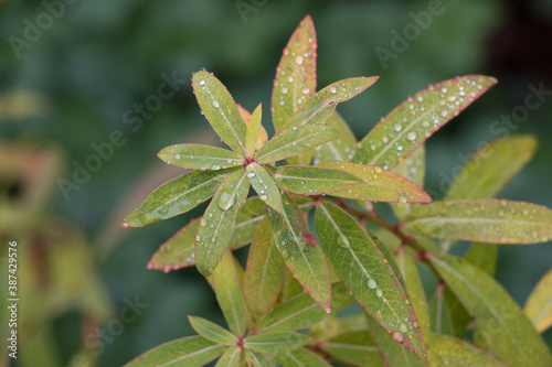 Green Euphorbia Fireglow, Euphorbia griffithi, leaves, rain soaked in autumn, natural diffused green background © Jackie