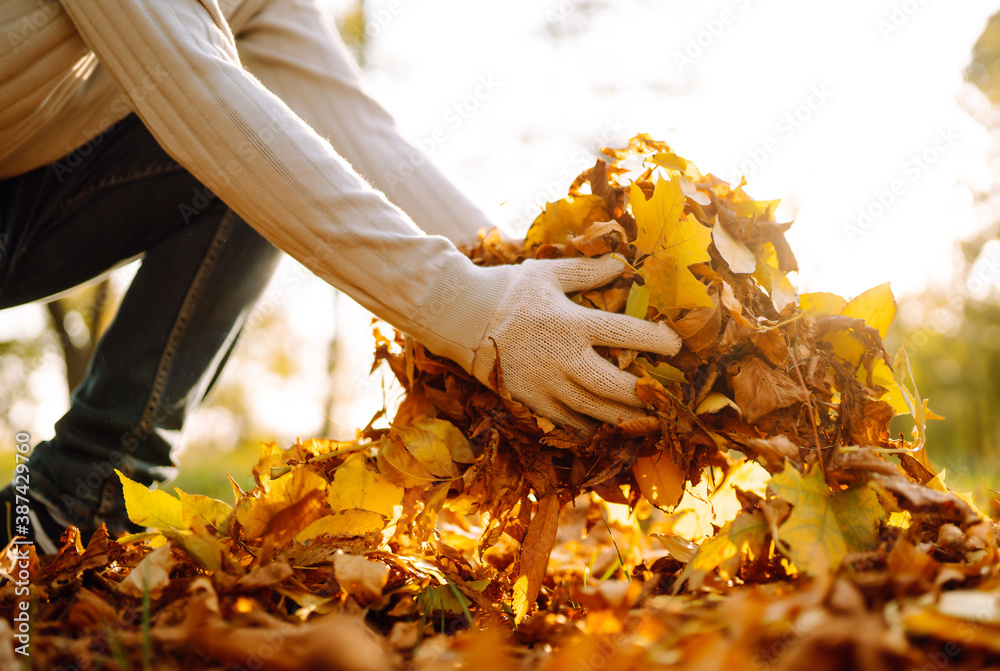 Cleaning of autumn leaves in the park. Male hand in gloves collects and piles fallen autumn leaves  in the fall season. Volunteering, cleaning, and ecology concept. - obrazy, fototapety, plakaty 