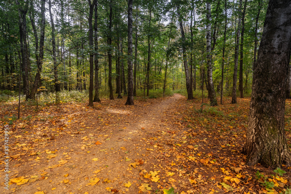 Golden autumn in the forest, Yellow and red trees.