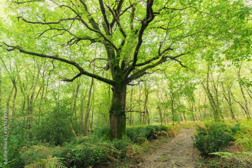 Large oak tree in the forest