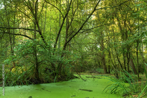 Green swamp land