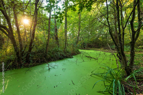 Green swamp land