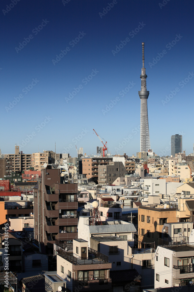 Fototapeta premium スカイツリーと下町ビル群