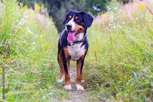 Swiss mountain dog, entlebuhr mountain dog, boy, three years old, in a field in nature.