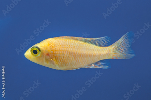 aulonocara fish in aquarium